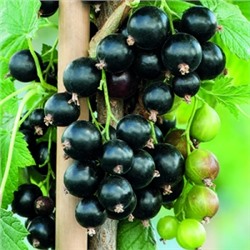 Смородина Черная Старатель (Поиск)