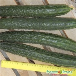 Огурец Русский размер XXL F1 (НК) 8шт