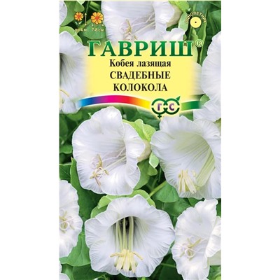 Кобея лазающая Свадебные колокола (Гавр)