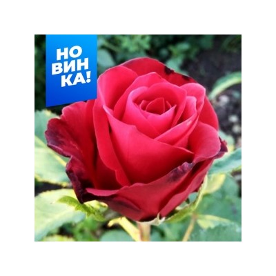 Роза Селена (Сем.Алтая)
