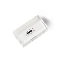 Журнал № 85 "Настоящие насекомые" (Уховертка аллодалия)