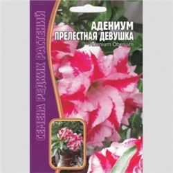Цв.Адениум Прелестная девушка (Григорьев) 3шт
