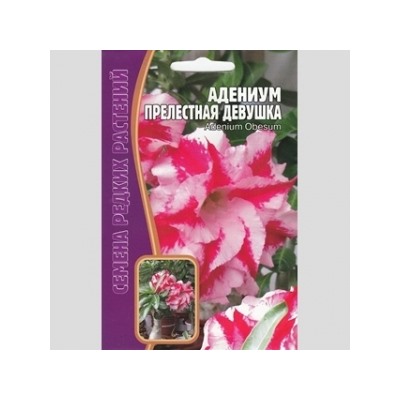 Цв.Адениум Прелестная девушка (Григорьев) 3шт