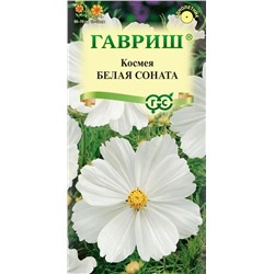 Космея Белая соната (Гавр)