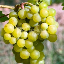 Виноград Мускат Изюмский (Сем.Алтая)