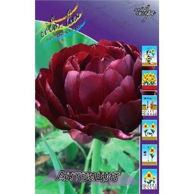 Тюльпан Антрацит 8шт (ИС)