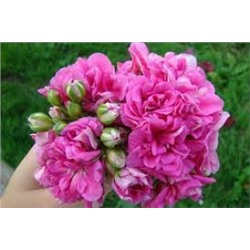 Пеларгония плющелистная Belladonna fishbella укорен.черенок