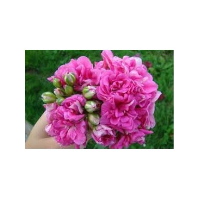Пеларгония плющелистная Belladonna fishbella укорен.черенок