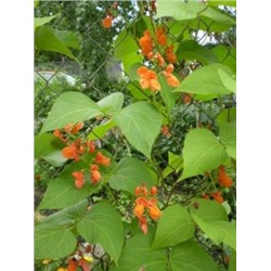 Цв.Фасоль Огненно-красная (Сем.Алтая) 5гр