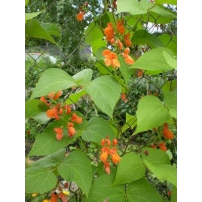 Цв.Фасоль Огненно-красная (Сем.Алтая) 5гр