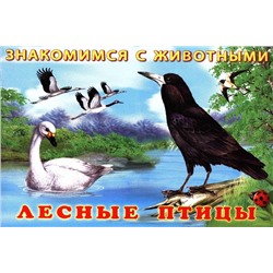 Кн. Знакомимся с животными.  Лесные птицы 16 цветн.стр. 21,3*14,2см  27681