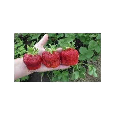 Клубника Чамора Турусси  (Поиск) 5шт