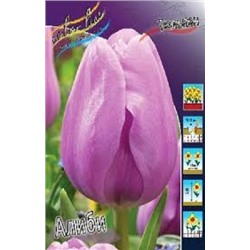 Тюльпан Алиби 8шт триумф (ИС)