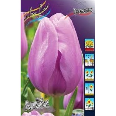 Тюльпан Алиби 8шт триумф (ИС)