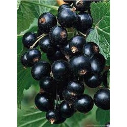 Смородина Черная Александрина (Поиск)