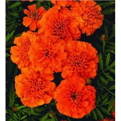 Цв.Барх.Абрикос Примо (НК) 0,2г низ.