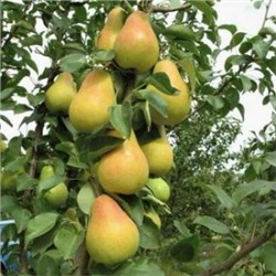 Груша Декора пирамидальная (Поиск) УКС