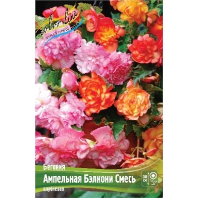 Бегония Бэлкони смесь ампельная 3шт (ИС)