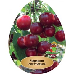 Черешня Овстуженка (Поиск) УКС