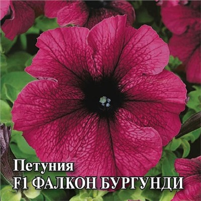Петуния Фалкон Бургунди F1  (100 шт) (Код: 93396)