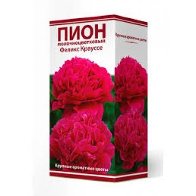Пион Феликс Крауссе трав. 1шт (Поиск)