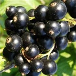 Смородина Черная Карачинская (Поиск)