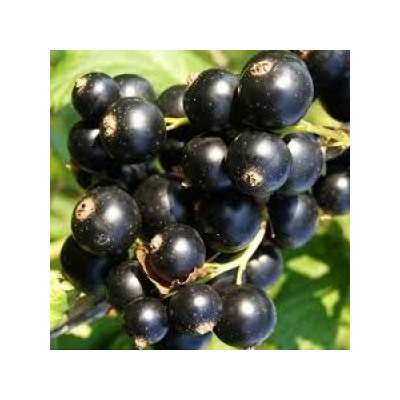 Смородина Черная Карачинская (Поиск)
