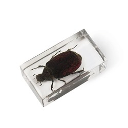 Журнал №76 "Настоящие насекомые" С ВЛОЖЕНИЕМ! Жук-хрущак лепидиота