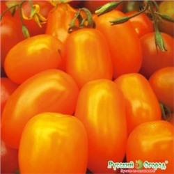 Томат Финик Оранжевый F1 (НК) 5шт Вкуснятина