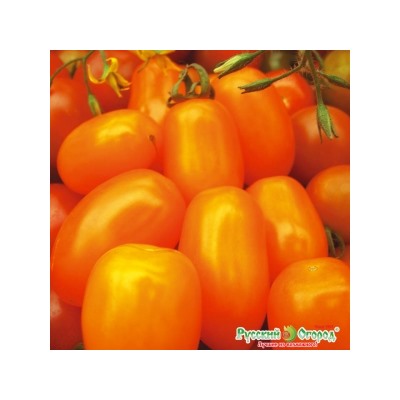 Томат Финик Оранжевый F1 (НК) 5шт Вкуснятина