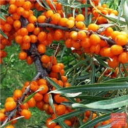Облепиха Чечек (Поиск)