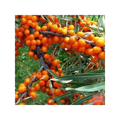 Облепиха Чечек (Поиск)