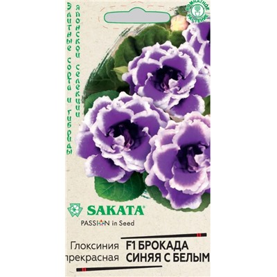 Глоксиния Брокада Синяя с Белым ком