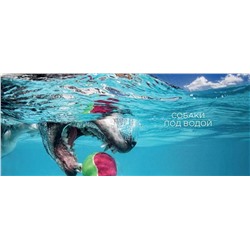 Собаки под водой. Мокрые и смешные