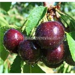 Черешня Итальянка клоновый подвой (Поиск) УКС