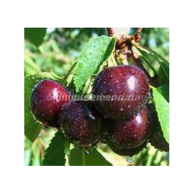 Черешня Итальянка клоновый подвой (Поиск) УКС