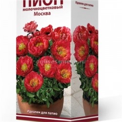 Пион Москва трав.1шт (Поиск)