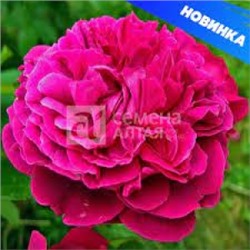 Роза Уильям Шекспир (Сем.Алтая)