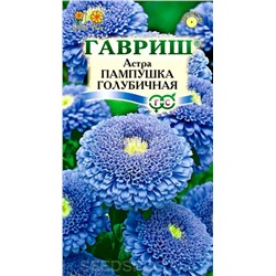 Астра Пампушка голубичная (Гавр)