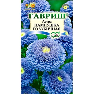 Астра Пампушка голубичная (Гавр)