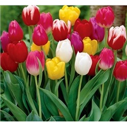 Тюльпан  смесь (5шт) (Код: 85191)