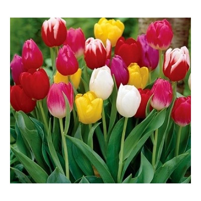 Тюльпан  смесь (5шт) (Код: 85191)