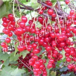 Смородина Красная Дана (Поиск)