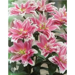 Лилии Наталия Roselily 5шт (ИС) вост.махр