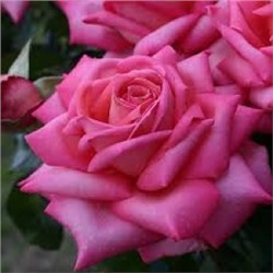 Роза Веддинг Беллс (Поиск) ЧГ