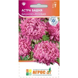 Астра Башня Вишнево-розовая (Код: 93416)