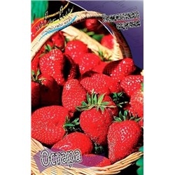Клубника Остара 5шт (ИС)