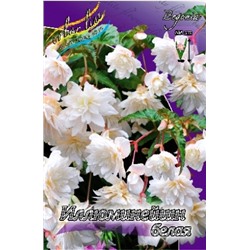 Бегония Иллюминейшн Белая 3шт (ИС)