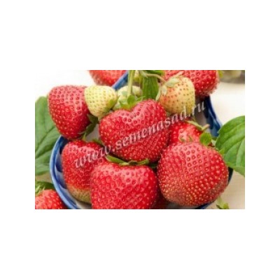 Клубника Деройял (Поиск) 5шт ранн, крупн, аром.