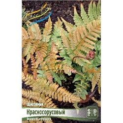 Щитовник Краснорусовый 2шт (ИС)